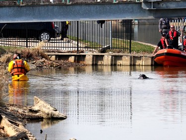 A rope is used by firefighters in the recovery of a body in the Sydenham River near the foot bridge in Wallaceburg, Ont. on Wednesday April 7, 2021. Ellwood Shreve/Chatham Daily News/Postmedia Network