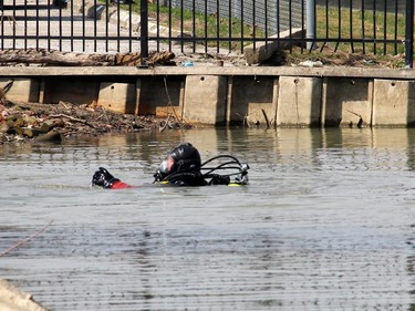 Derek Buchanan, a diver with Chatham-Kent Fire & Emergency Services, enters the Sydenham River near the foot bridge in Wallaceburg, Ont. to recover a body on Wednesday April 7, 2021. Ellwood Shreve/Chatham Daily News/Postmedia Network