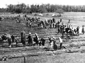 During the 75th anniversary of Ausable Bayfield Conservation and land and water stewardship in the area, here is a memory of school children planting trees in the Hay Swamp forest area. There were about 1,210 trees per acre planted. Handout