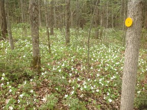 The annual spring trillium bloom, underway in the Summerstown Forest.Handout/Cornwall Standard-Freeholder/Postmedia Network

Handout Not For Resale