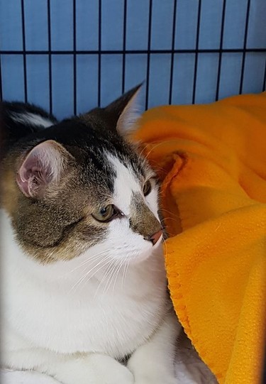MEET BIG CHARLE! d.o.b. May 2019 So very sweet and calm, this big boy would do best as the only kitty. He loves people but can be a little shy at first. He would be a wonderful companion.  He does need to lose a bit of weight! And as many of you are now working from home, why not get into a workout routine with Big Charlie!