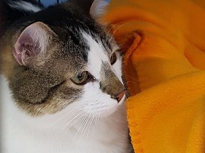 MEET BIG CHARLE! d.o.b. May 2019 So very sweet and calm, this big boy would do best as the only kitty. He loves people but can be a little shy at first. He would be a wonderful companion.  He does need to lose a bit of weight! And as many of you are now working from home, why not get into a workout routine with Big Charlie!