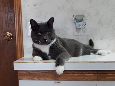 MEET DEON!  d.o.b. May 2019 This handsome fellow is very loving. He is fine with most other cats, and has lived with a small dog! He would fit in just as well with a busy family as he would a quiet couple or even a single person.  A great companion for anyone! Hanna SPCA photo