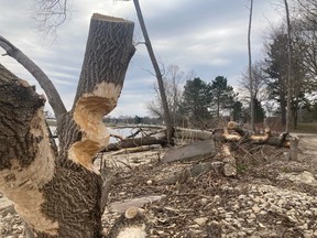 Owen Sound parks officials say a beaver has chomped down multiple trees along the shoreline at Kelso Beach Park. The damage, seen here, took place last fall, but is being noticed now that the snow is gone and warmer weather has returned, the city says. DENIS LANGLOIS