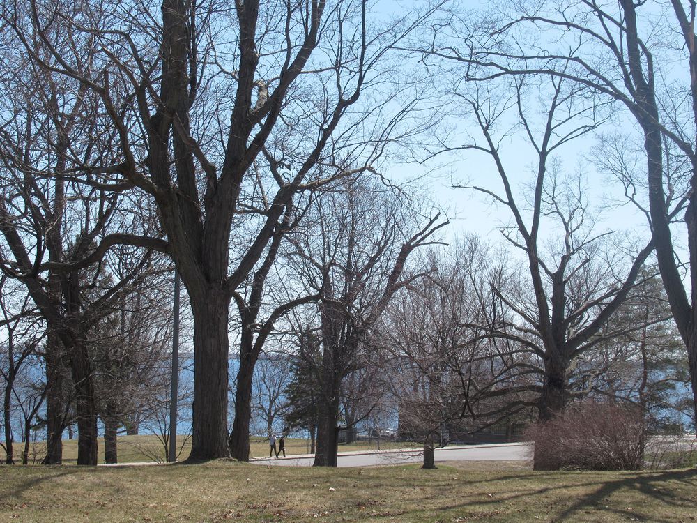 Kingston offers discount prices on new trees The Kingston Whig Standard