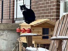 Whiskey the cat rests atop his heated cat house.