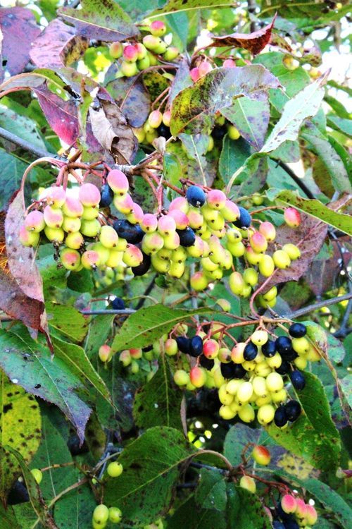 Local Food Access Network proposing food forest for Gananoque