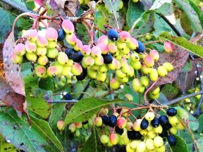 A Food Forest is being promoted for Gananoque. If established near the existing community garden on Arthur Street, it will be another step in providing local food security for all.  
Lorraine Payette/for Postmedia Network