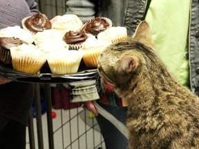 Cupcakes need expert approval before being donated to WhatÕs Up Cupcake. A surprise donation of $1,060 was made to the Gananoque Humane Society from an independent WUC fundraiser held by Pat Stephenson and Wendy Desrocher. All cupcakes used for the fundraiser followed strict rules for cleanliness and safety in spite of this cats fondest efforts.  
Lorraine Payette/For Postmedia network