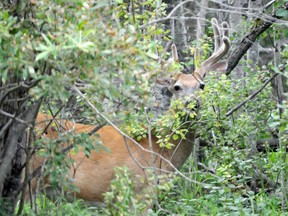 Saskatchewan's Big Game draw starts on May 1. Photo Susan McNeil