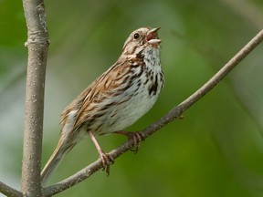 Song Sparrow perched on a branch and singing.

Not Released