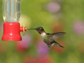 A ruby-throated Hummingbird takes flight after feeding.

Not Released