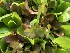 Garden expert John DeGroot calls lettuce "instant gratification" because it grows so quickly. You can harvest leaf lettuce 30 days after it has been planted. John DeGroot photo