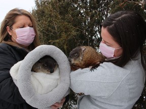 Peggy Jenkins, left, and Heaven Jenkins are shown in this file photo holding the season predicting ground hog crew, Sheldon, who died on Friday, and Harvey, who is stepping into his role, at Heaven's Wildlife Rescue Centre in Lambton County.