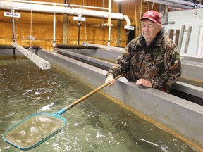 Paul Heckley is shown in this file photo checking fish in one of the indoor tanks at the Bluewater Anglers' Hatchery in Point Edward. The club's annual Salmon Derby has been cancelled again because of pandemic restrictions.