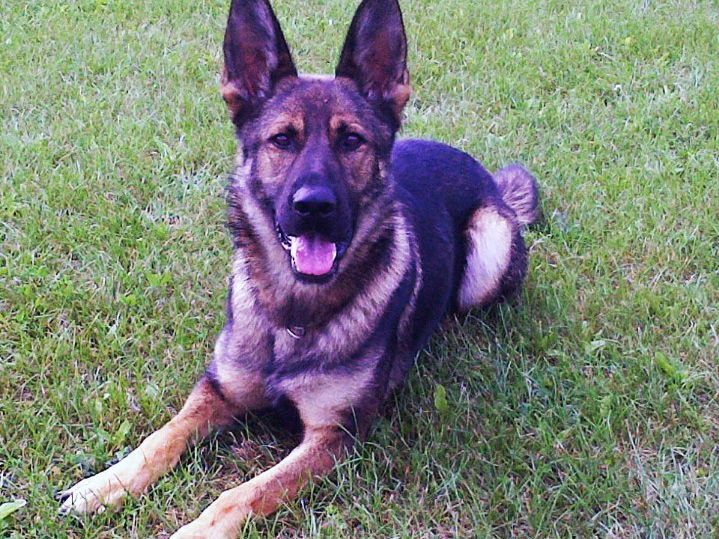 Suspects nabbed by OPP dog Blitz convicted in Sarnia court | The Sarnia ...