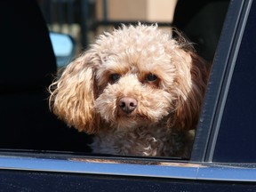 Paddy the dog catches some cool fresh air while sitting in a vehicle in Sudbury, Ont. on Thursday April 1, 2021. John Lappa/Sudbury Star/Postmedia Network