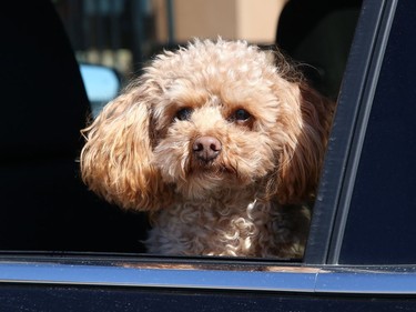 Paddy the dog catches some cool fresh air while sitting in a vehicle in Sudbury, Ont. on Thursday April 1, 2021. John Lappa/Sudbury Star/Postmedia Network