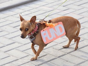 Moxie the dog takes part in the Save Our Sudbury rally in Sudbury, Ont. on Tuesday April 6, 2021.