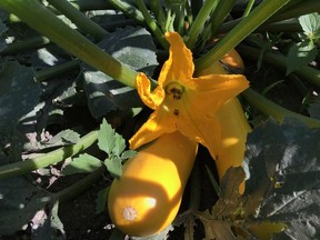 A bee helps pollinate this zucchini flower. Supplied