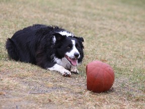 Oreo keeps a close eye on his favourite ball while playing fetch at Delki Dozzi Memorial Park in Sudbury, Ont. on Monday April 12, 2021. John Lappa/Sudbury Star/Postmedia Network