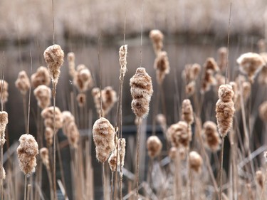 Cattails cover a pond at Fielding Memorial Park.