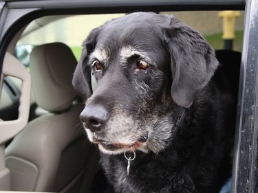 Jorga's distinctive white eyebrows and muzzle standout as she surveys the outside world from the comfort of her human's vehicle on Tuesday.