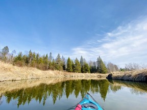 It was peeper paradise along these creek banks. There was a constant song for a couple of kilometres of spring peepers, just one of several species I encountered along Junction Creek.