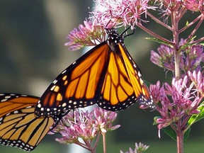 The David Suzuki Foundation is looking to establish butterfly corridors in Greater Sudbury.