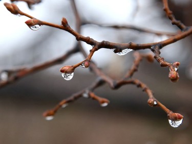 Droplets of water hang from budding trees in Sudbury, Ont. on Wednesday April 28, 2021. John Lappa/Sudbury Star/Postmedia Network