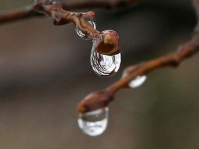 Droplets of water hang from budding trees in Sudbury, Ont.