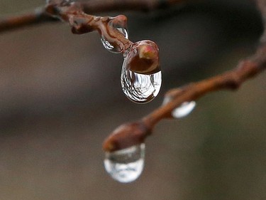 Droplets of water hang from budding trees in Sudbury, Ont. on Wednesday April 28, 2021. John Lappa/Sudbury Star/Postmedia Network