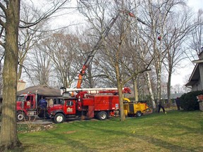 Two beech trees with beech bark disease were taken down Monday in Tillsonburg. (Submitted)