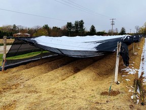 Heavy snow flattened ginseng shade over large acreages in some areas of Norfolk, Brant and Oxford counties. Here, this shade structure groans under the weight of accumulated snow at a farm on Turkey Point Road west of Simcoe. Monte Sonnenberg/Postmedia Network