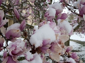 Magnolia blossoms on the lawn at Annandale National Historic Site in Tillsonburg were covered in snow Wednesday, April 21. (Chris Abbott/Norfolk and Tillsonburg News)