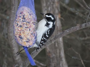 The Town is forming an Ad hoc committee to look into how people are feeding the birds and, if by doing so, they are attracting wild animals in rural areas. TP.JPG