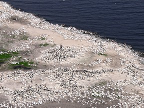 This aerial photo shows pelicans (white) and cormorants (black) nesting on a small island in Lake of the Woods. The "nests" of these birds are little more than scrapes in the ground surface.