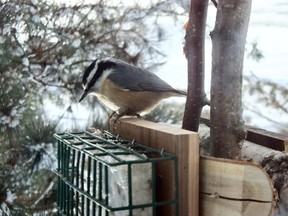 The red breasted nuthatch stashes nuts and seeds but also has a great appetite for suet.