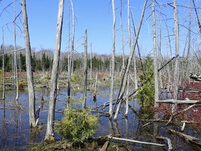 The Nature Conservancy of Canada is working to purchase approximately 400 acres of wood and wetlands in Northern Bruce Peninsula situated on both Britain and Otter Lakes. Photos courtesy of the Nature Conservancy of Canada