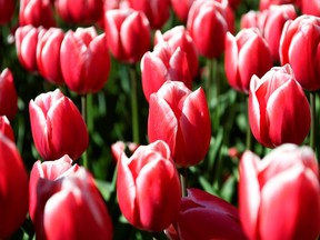 Tulips are seen at the Keukenhof park in Lisse, Netherlands April 28, 2021. Picture taken April 28, 2021. REUTERS/Piroschka van de Wouw ORG XMIT: HFS-GGGPIR07