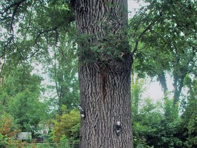 This mature and stately long lived northern oak is native to the eastern prairies. Mighty is the oak looking down on us that teaches living without fuss. (Ted Meseyton)