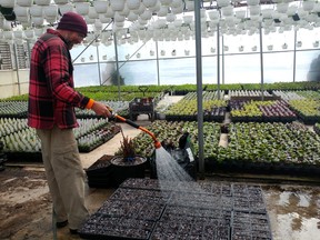 Glenn Lawrence watering this year’s seedlings. Dan Kerr