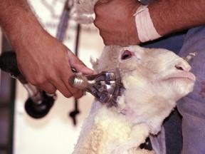 This sheep gets shorn during the International Sheep Sheering Competition at the Calgary Stampede in 2007. File photo/Postmedia Network