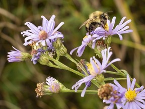 A bee grazes around the flowers of a blue aster in Saskatoon Island Provincial Park Tuesday, Sept. 1.