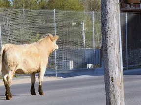 A cow was on the loose on Dundas Street in Napanee on Monday evening. Ontario Provincial Police and the animal's owner corralled it a short time later.