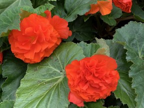 As their name suggests, Nonstop begonias faithfully produce flowers from spring to fall. John DeGroot photo