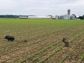 Two wild pigs are shown on a farm in Chatham-Kent. This photo was posted to Twitter in September by Ryan Brook, an associate professor from the University of Saskatchewan who studies wild boars. (Handout/Postmedia Network)