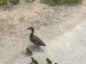 With no students in the school due to the COVID-19 pandemic, John XXIII Catholic School principal Michael Muise and two custodians escorted a mother duck and her 10 ducklings from the enclosed courtyard, through the school and down to the local pond last Friday. The mother mallard, or possibly one of her descendants, has returned to the school's courtyard to lay its eggs for the past 12 years.