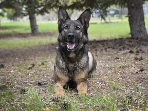 RCMP K-9 officer Jolt was deployed to help find and subdue a suspected car jacker. (supplied photo)