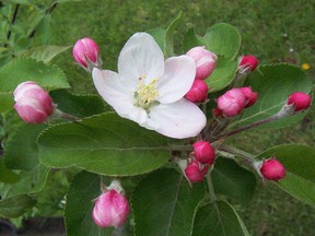 As apple blossom time in Portage la Prairie approaches, we welcome an army of bees with other pollinators and pray for a bountiful harvest. (Ted Meseyton)